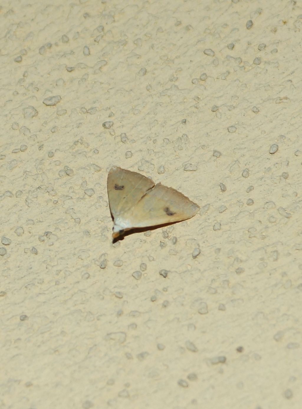 Ophiusa tirhaca?  No, Rivula sericealis - Erebidae